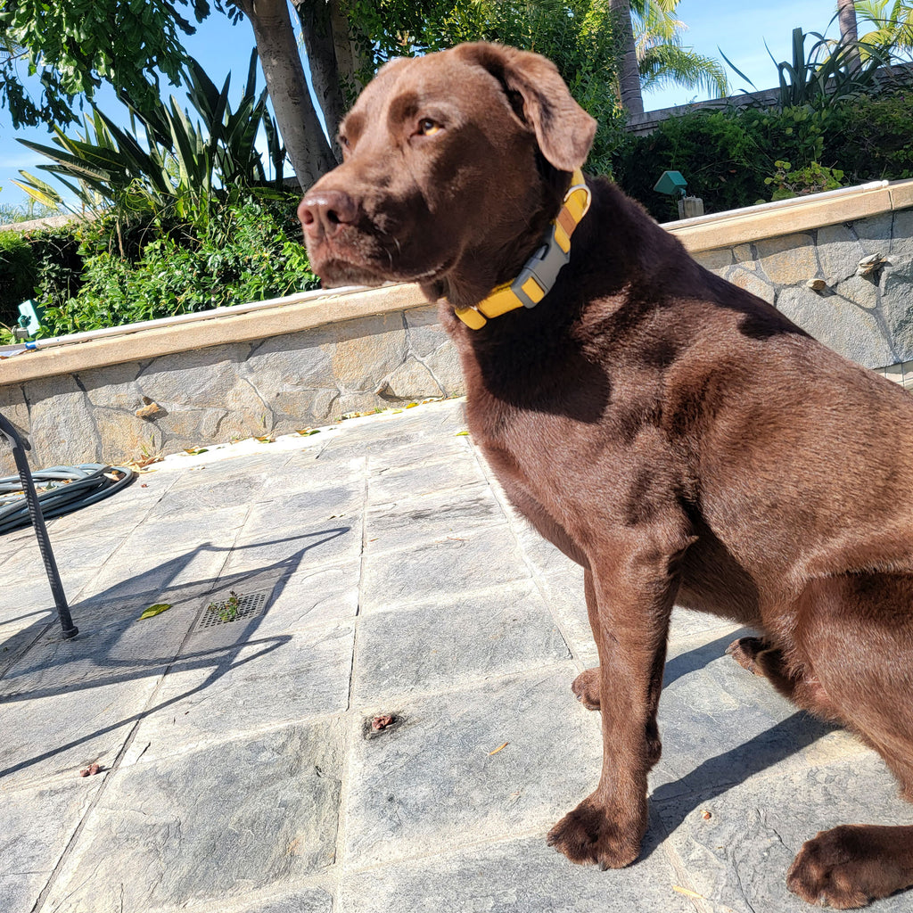 Linen Blend Dog Collar with Strong Buckle, Mustard