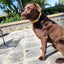 Linen Blend Dog Collar with Strong Buckle, Mustard