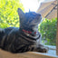 Linen Blend Adjustable Cat Collar with Breakaway Quick Release Buckle and Bell, Rust
