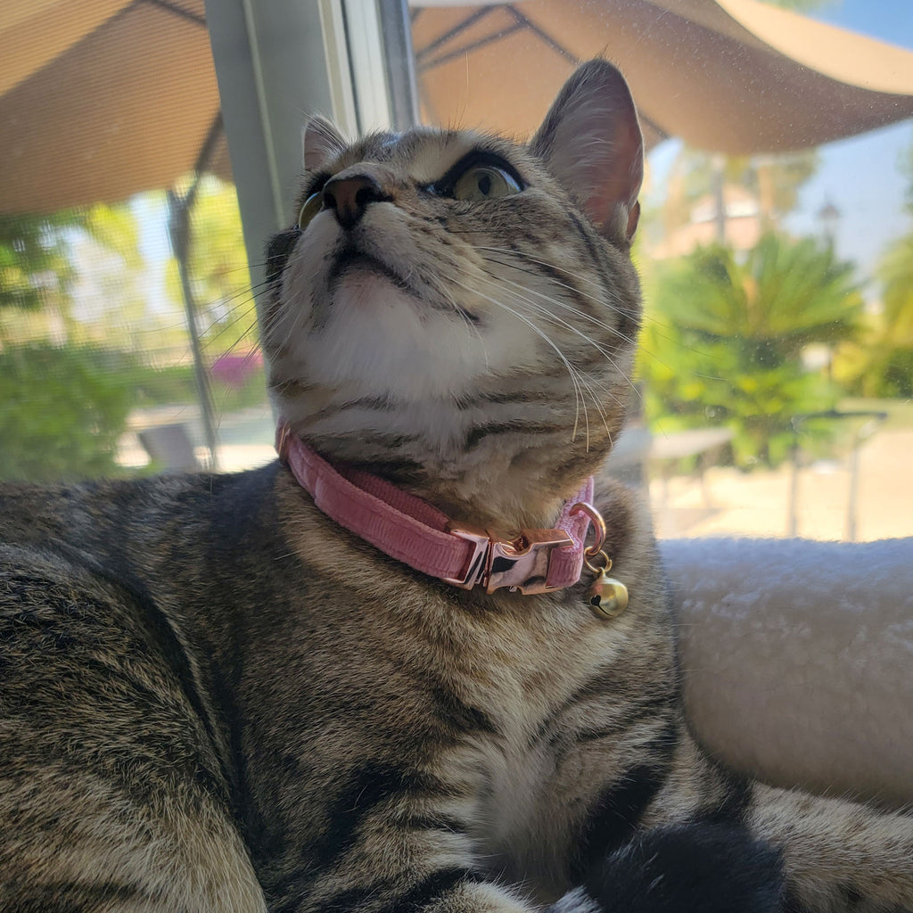 Velvet Adjustable Cat Collar with Metal Rose Gold Buckle and Bell, Rose Pink
